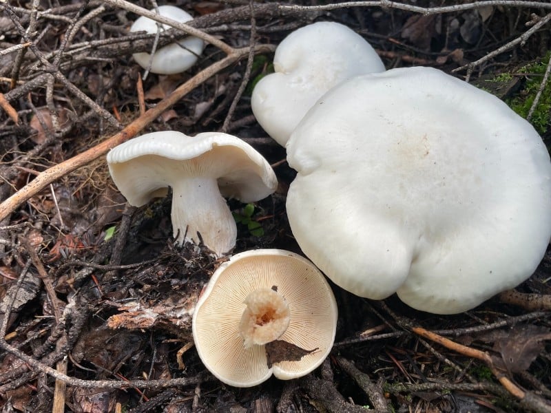 Leucopaxillus albissimus