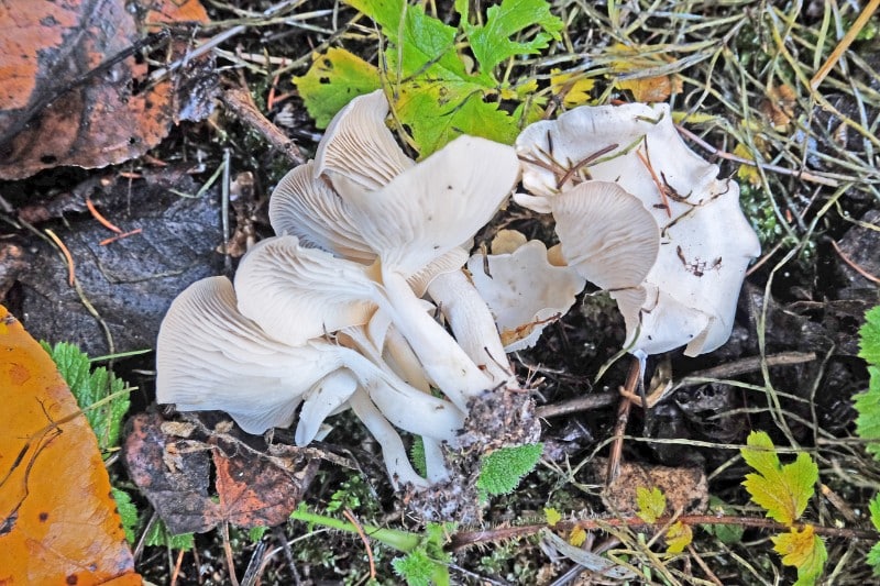 Clitocybe dilatata