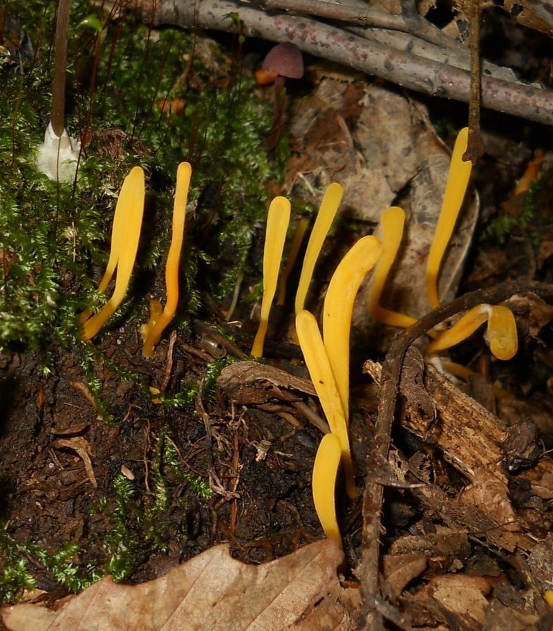 Apricot Club (Clavulinopsis luteoalba)