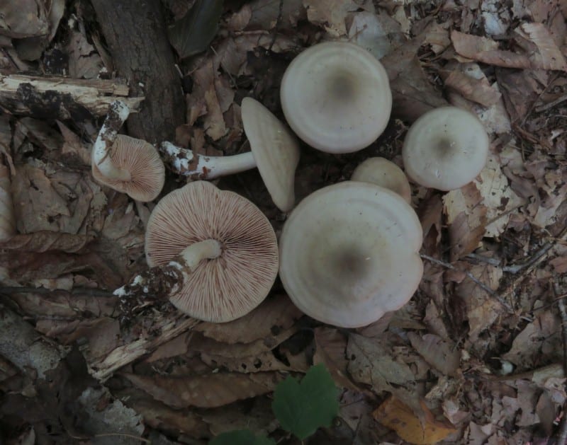 Entoloma sinuatum