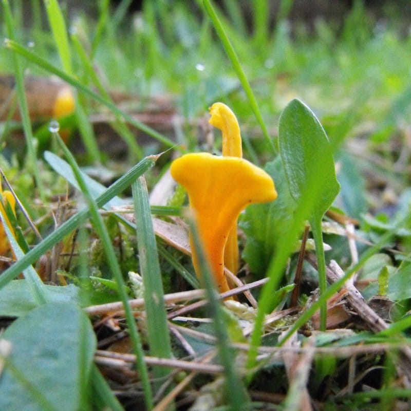 yellow club mushrooms