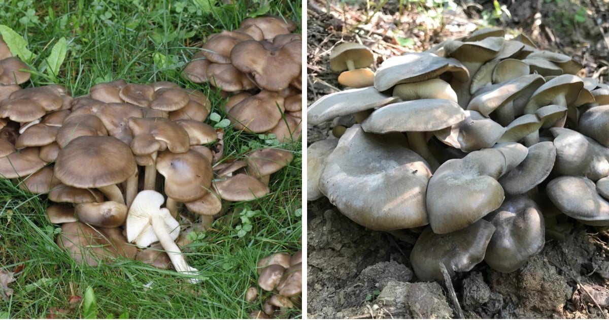 Fried Chicken Mushroom: Comprehensive Guide To Identification and