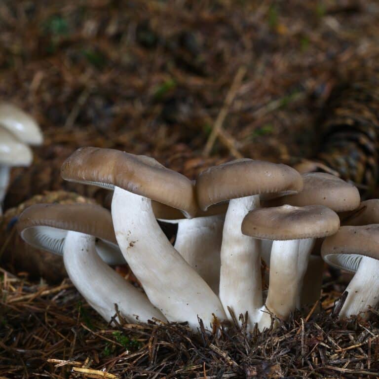 Mushroom Risotto Recipe - Mushroom Appreciation