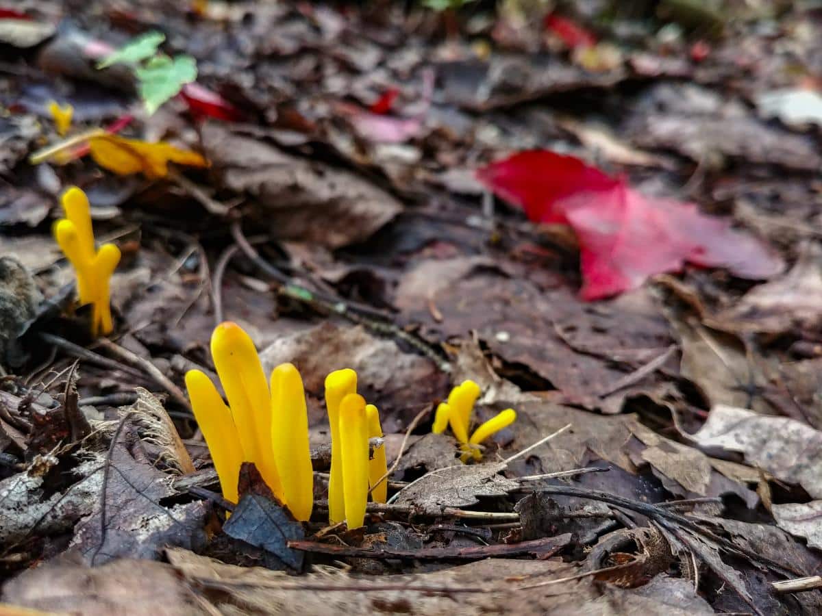 golden spindles fungi