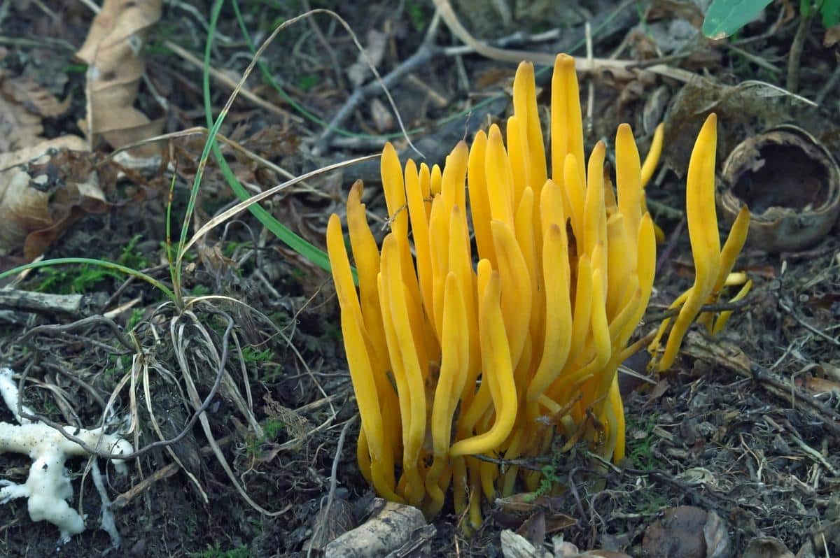 golden spindle fungi