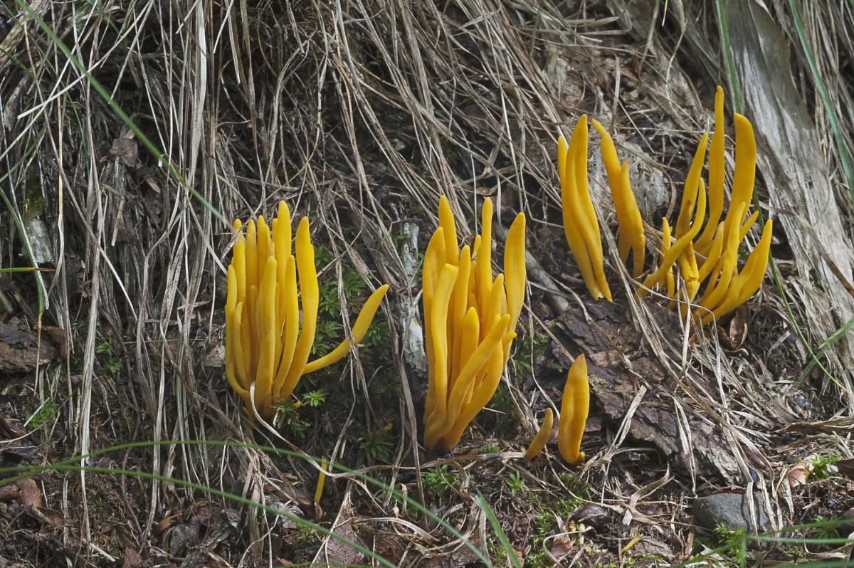 golden spindle mushrooms