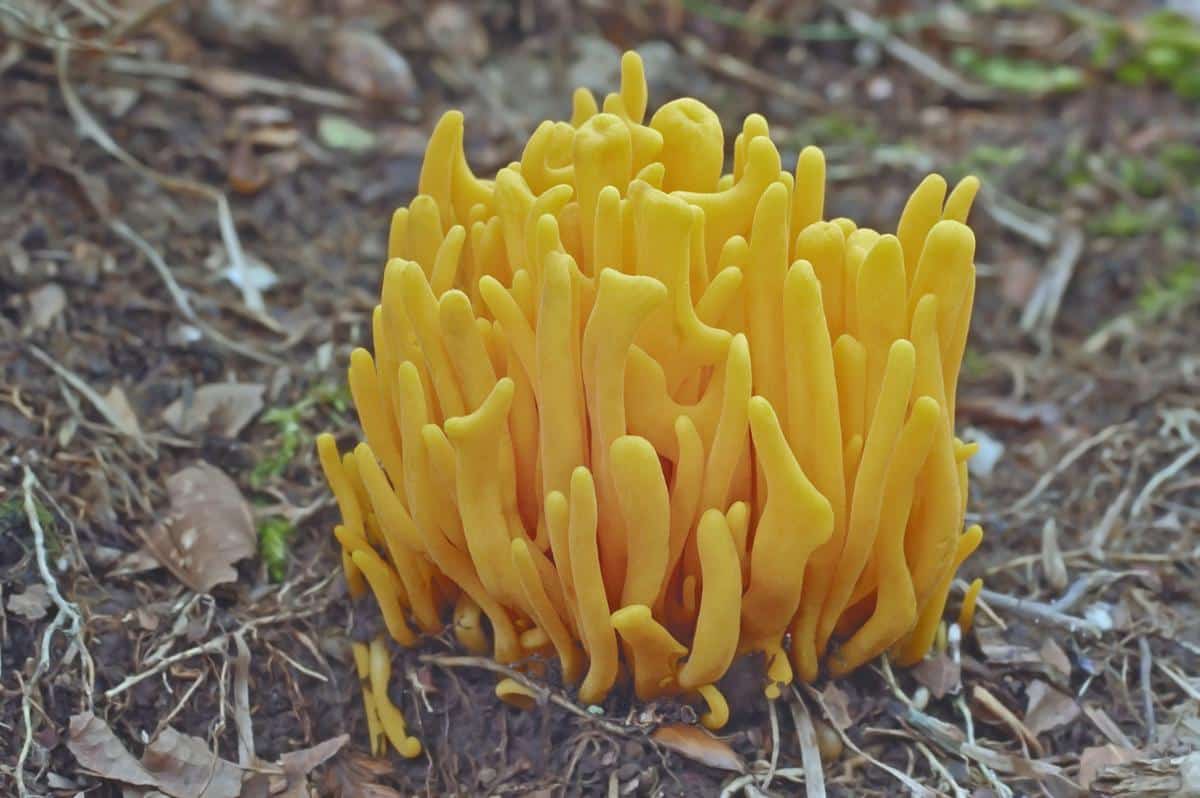 golden spindle mushroom