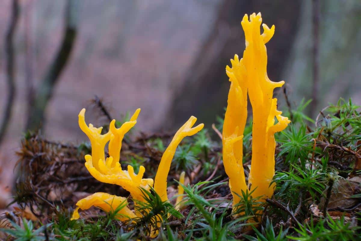 Calocera viscosa