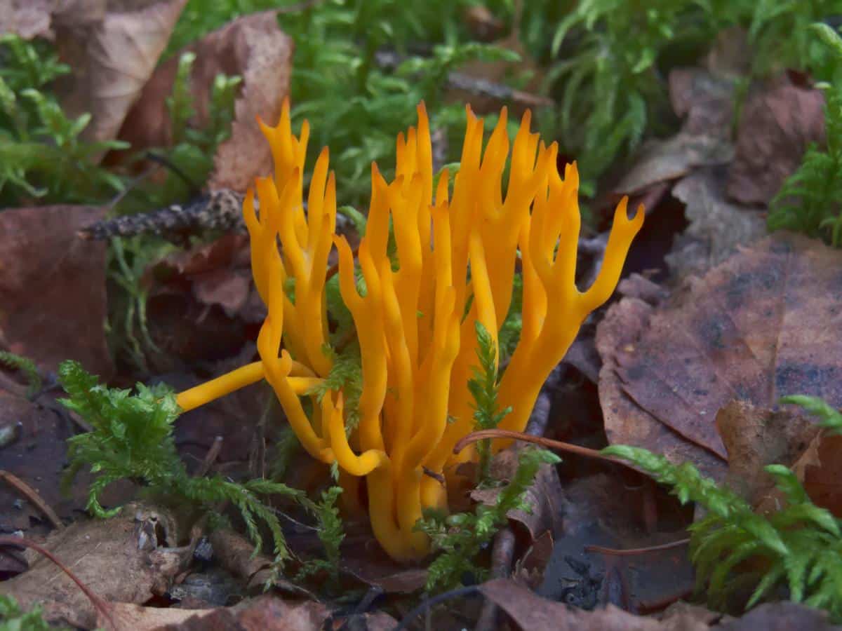 jelly antler fungi