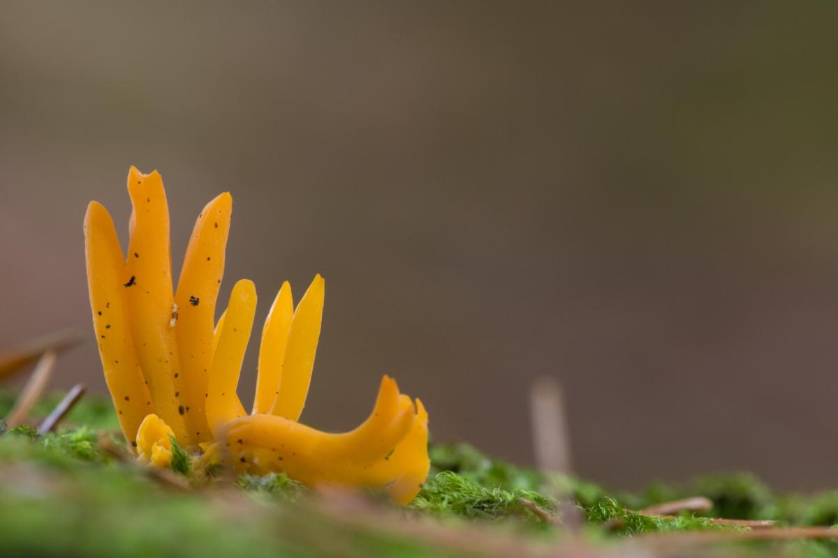 Calocera viscosa