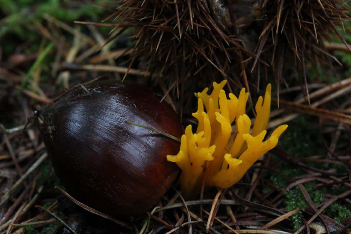 yellow staghorn