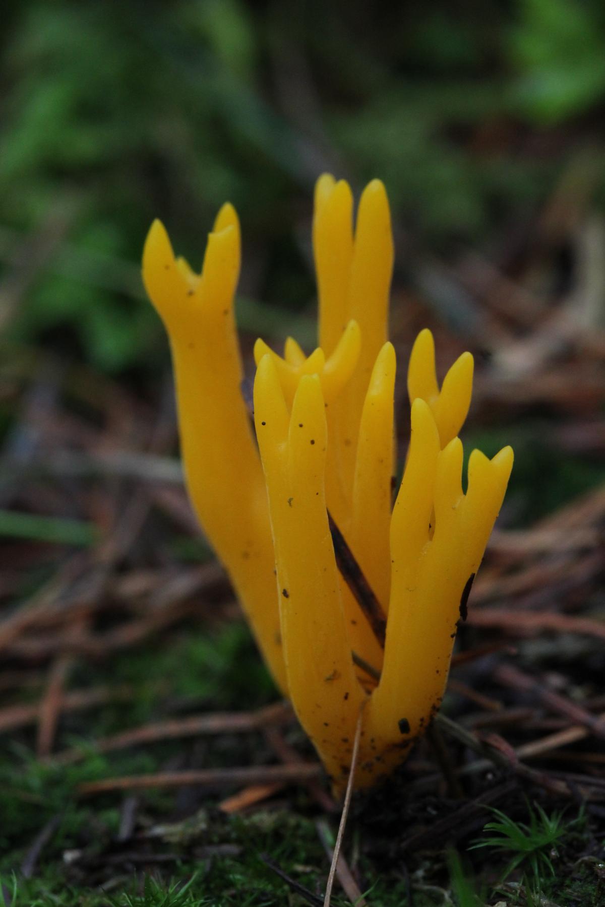 jelly antler fungi