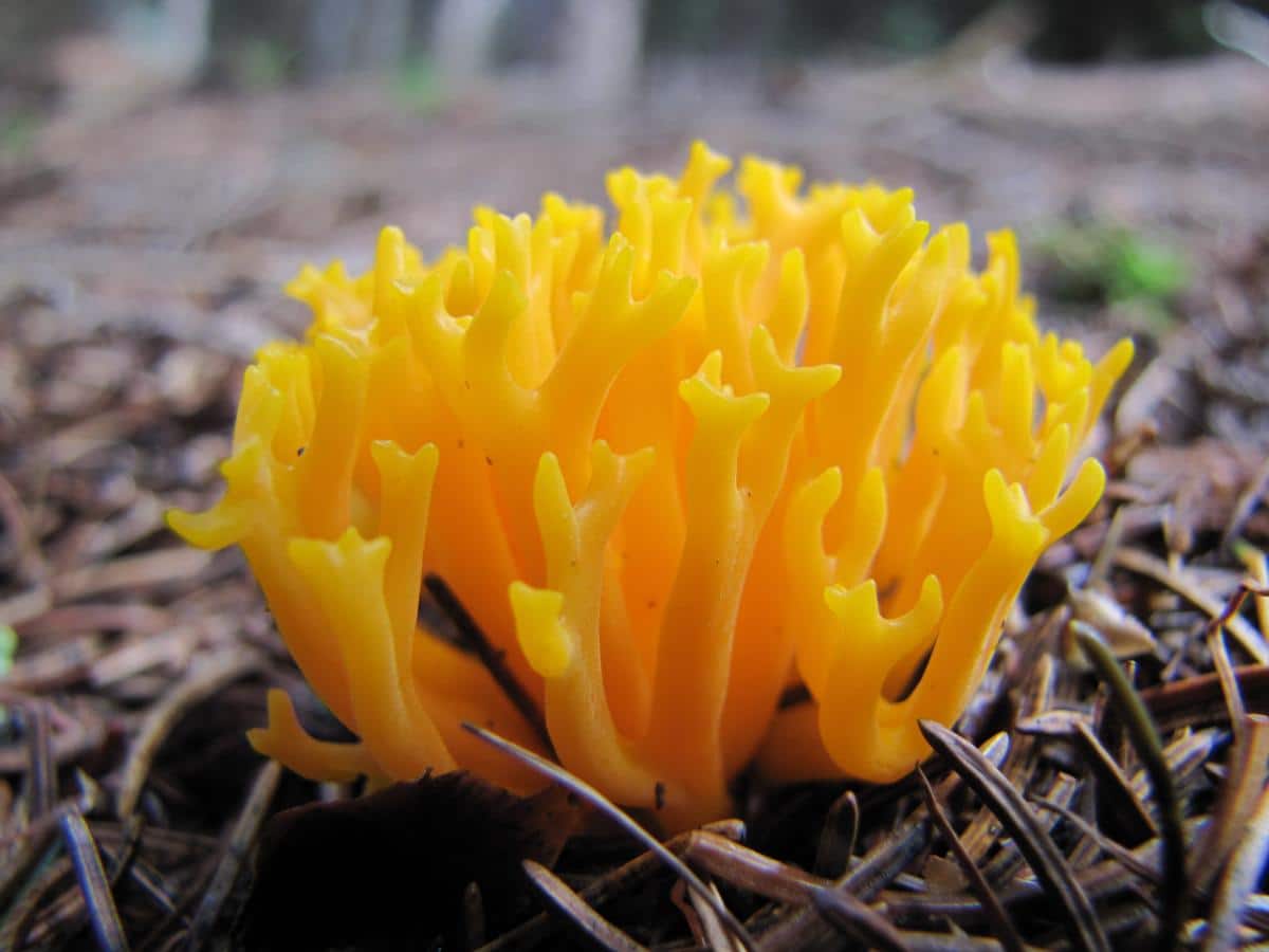 yellow staghorn aka jelly antlers