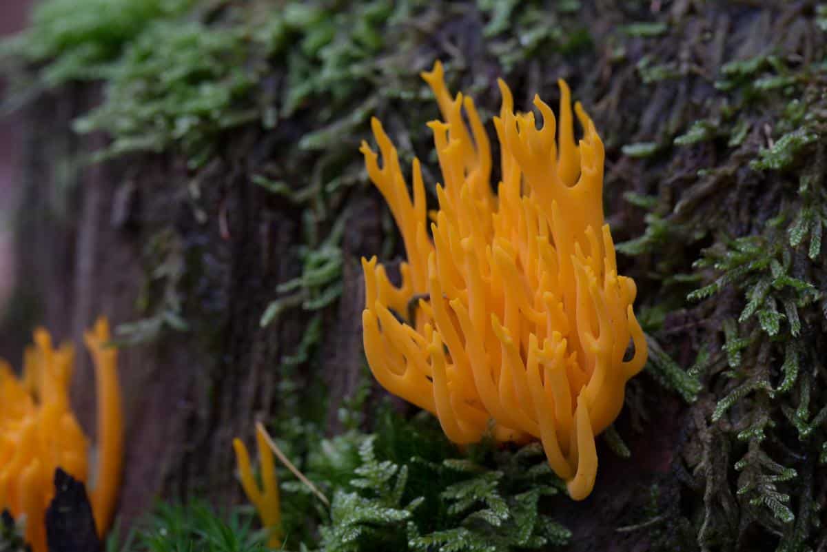 Calocera viscosa