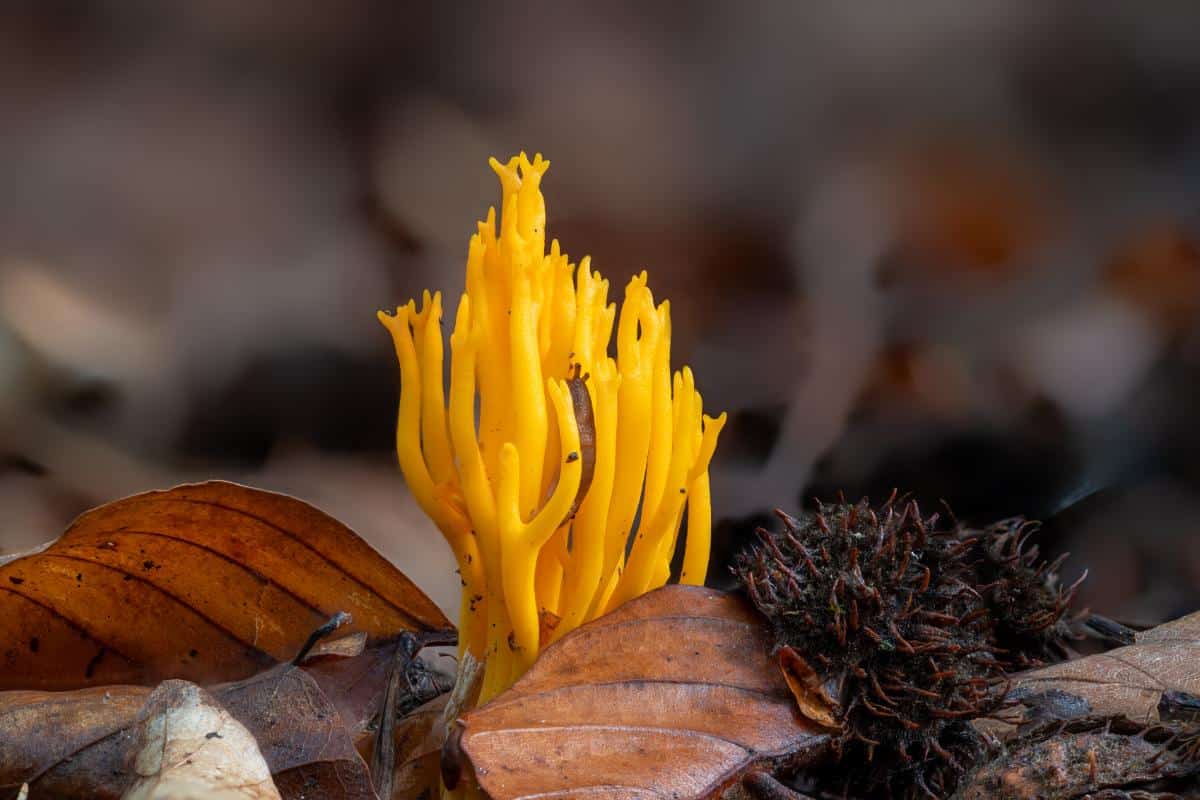 yellow staghorn mushrooms