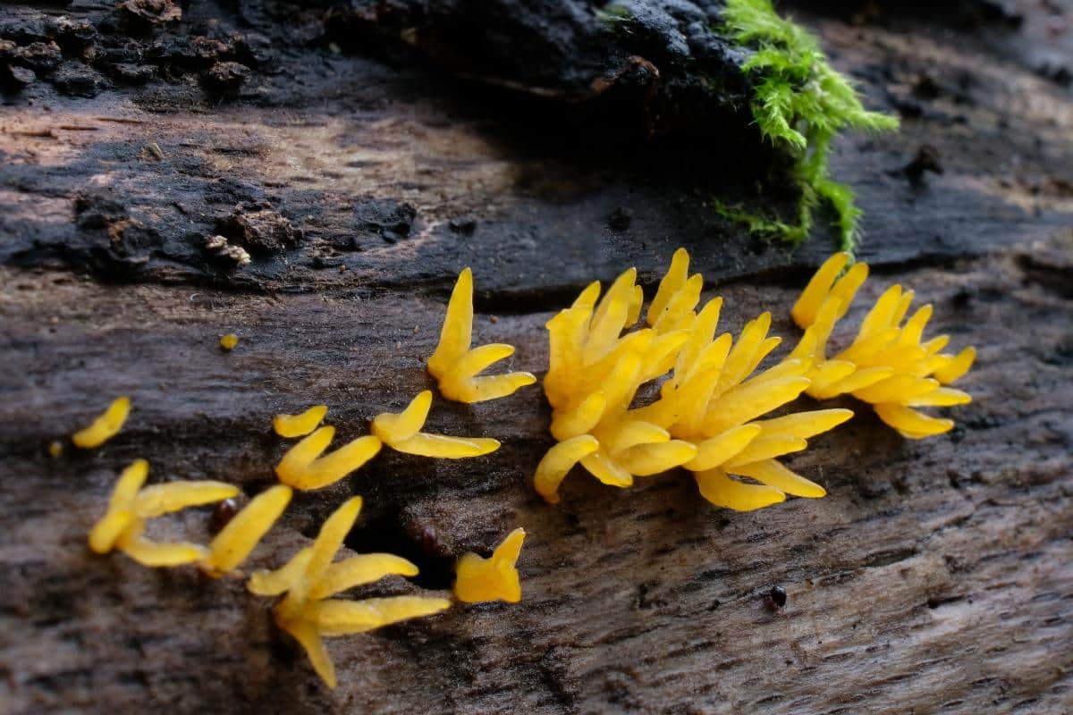 Calocera cornea