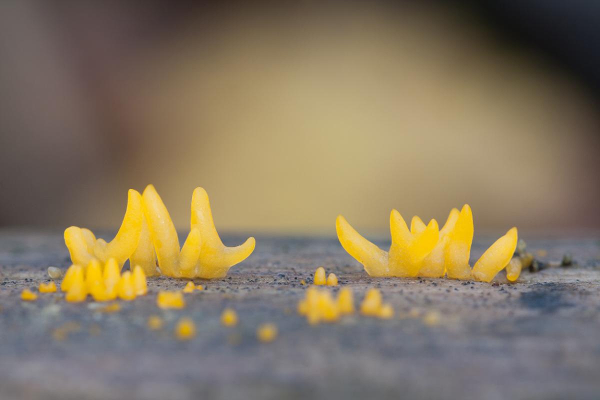 jelly finger fungi