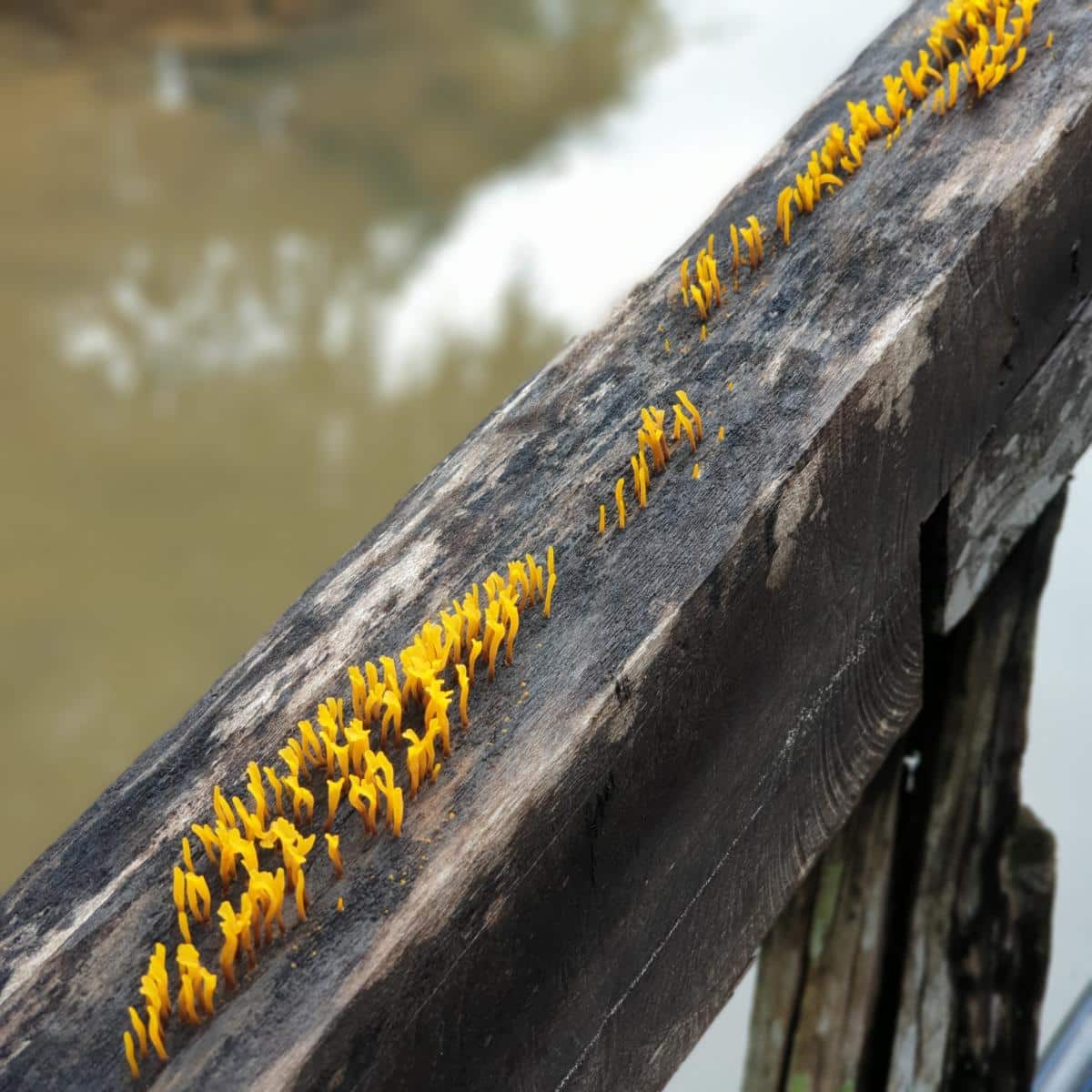 Calocera cornea