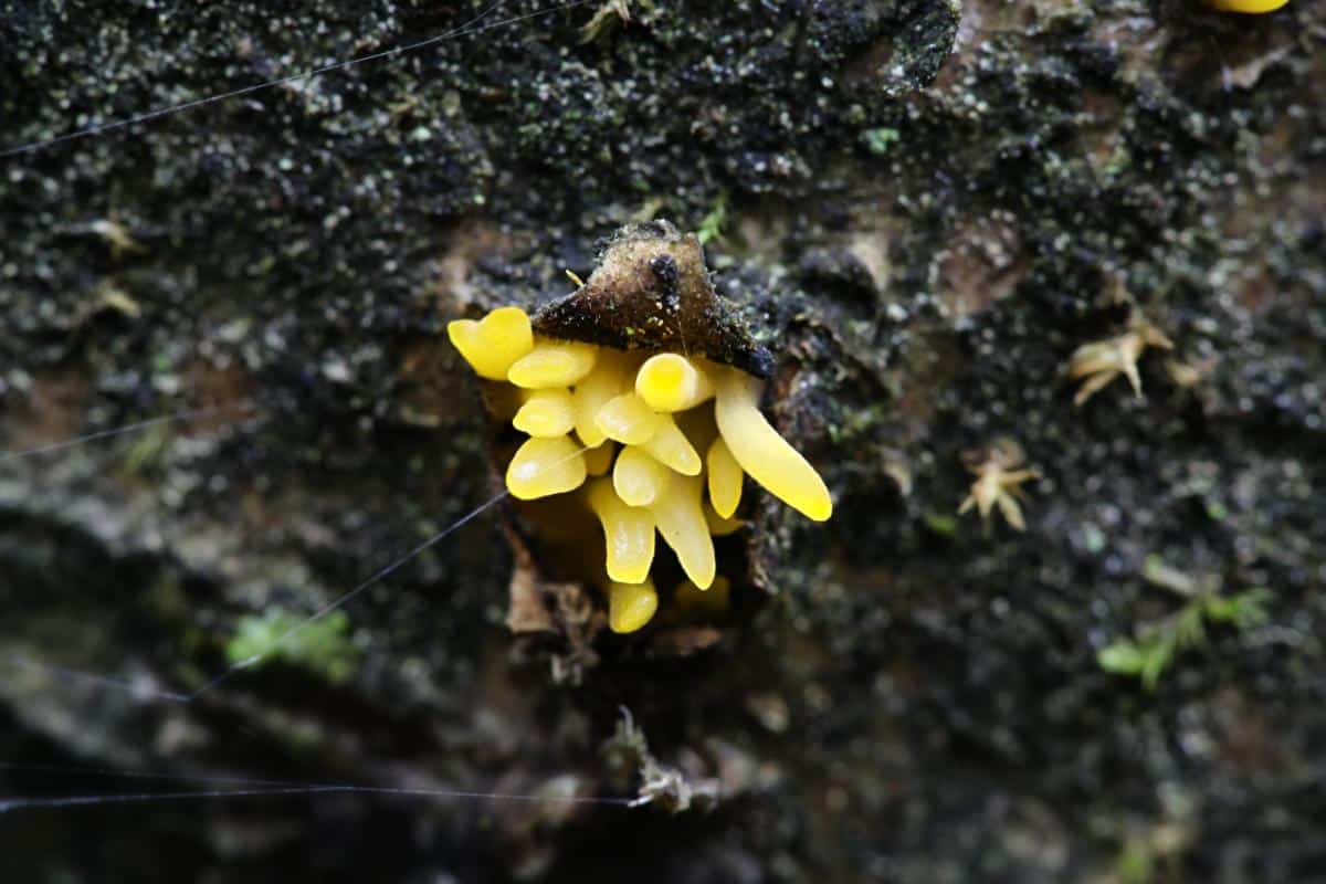 Calocera cornea