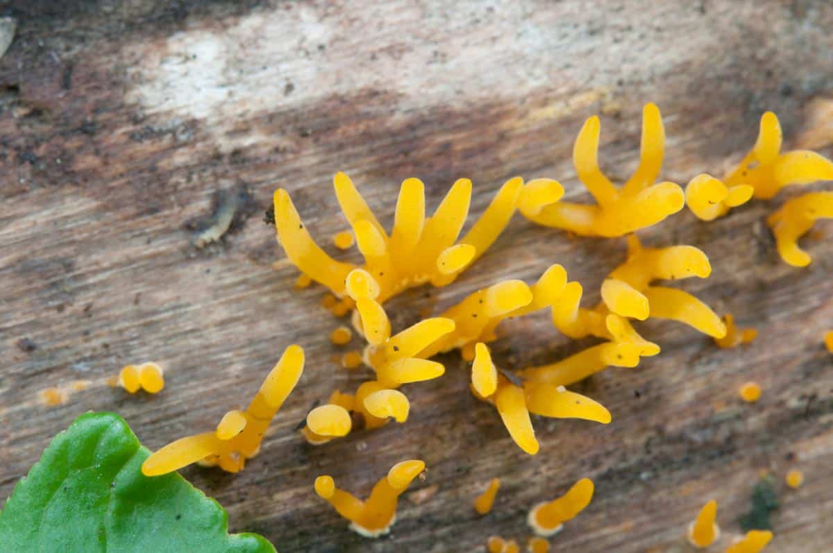 Jelly Fingers (Calocera cornea)