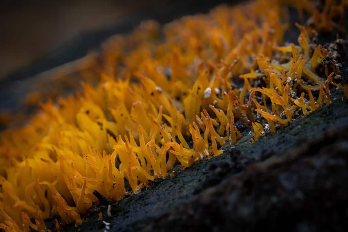 jelly finger fungus