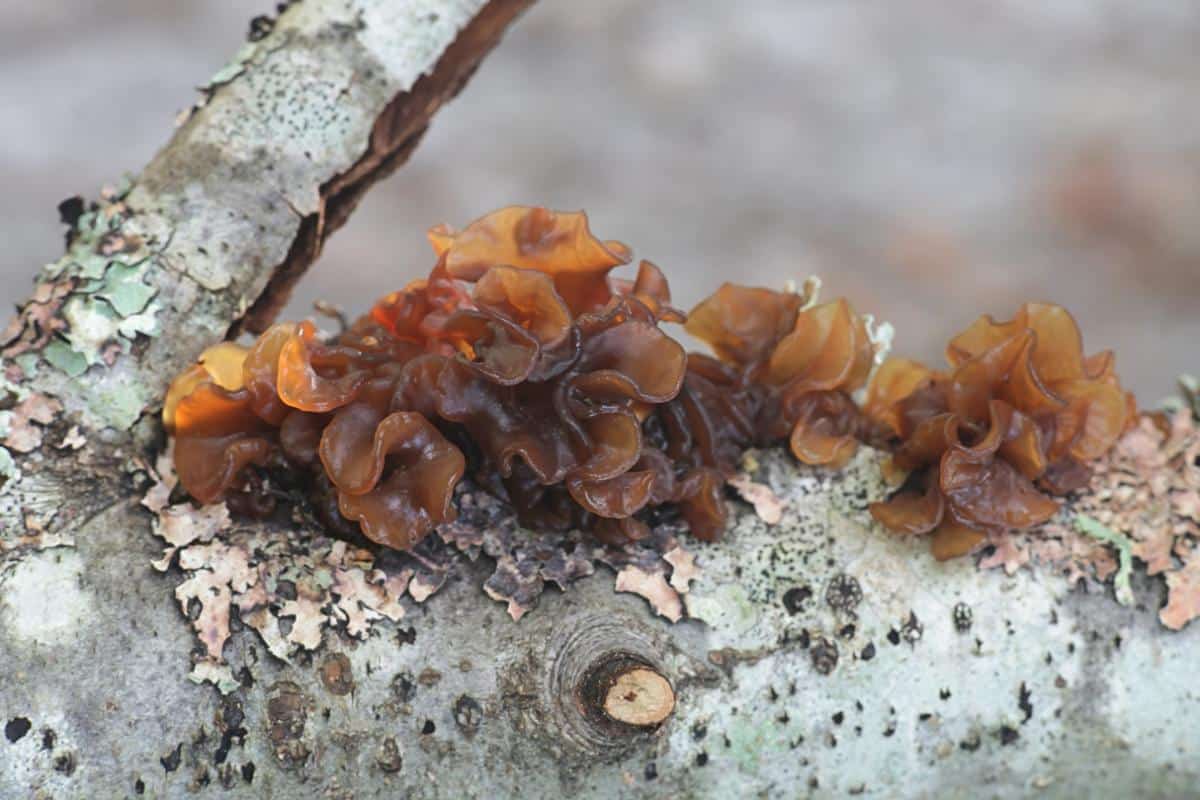brown witches butter fungi