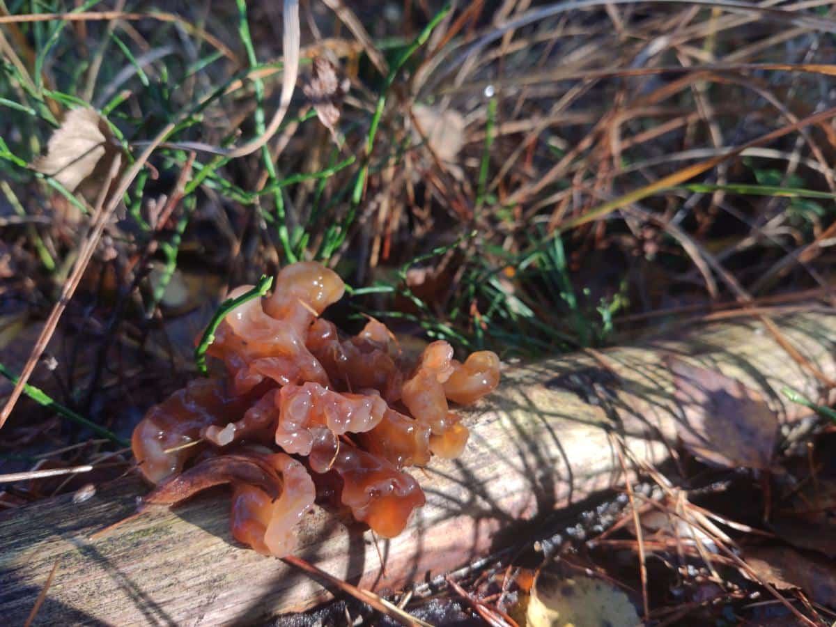 Phaeotremella foliacea syn. Tremella foliacea