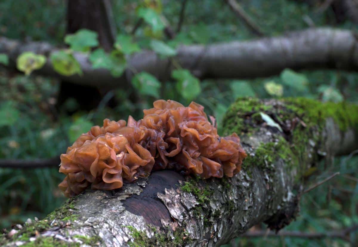 leafy brain fungus