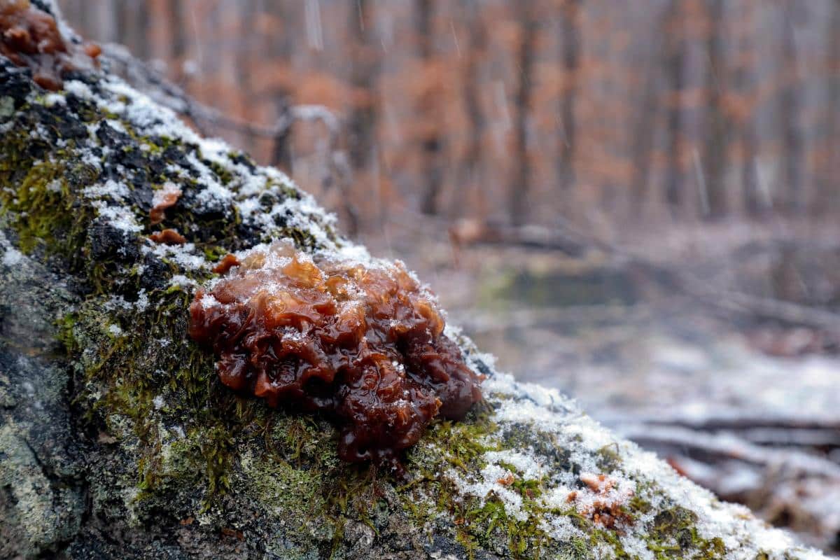 Phaeotremella 