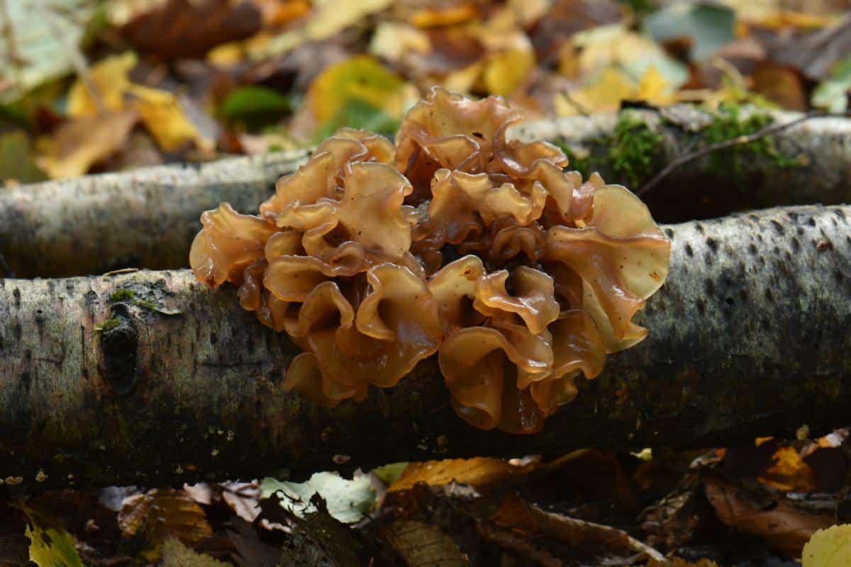  Phaeotremella frondosa, syn. Tremella frondosa