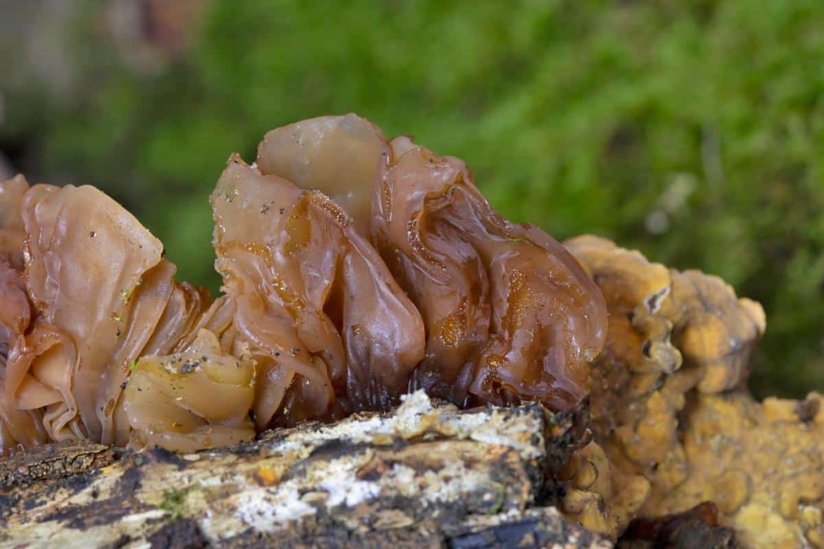 leafy brain fungus