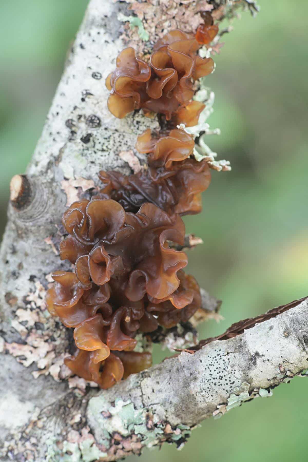 Phaeotremella frondosa, syn. Tremella frondosa