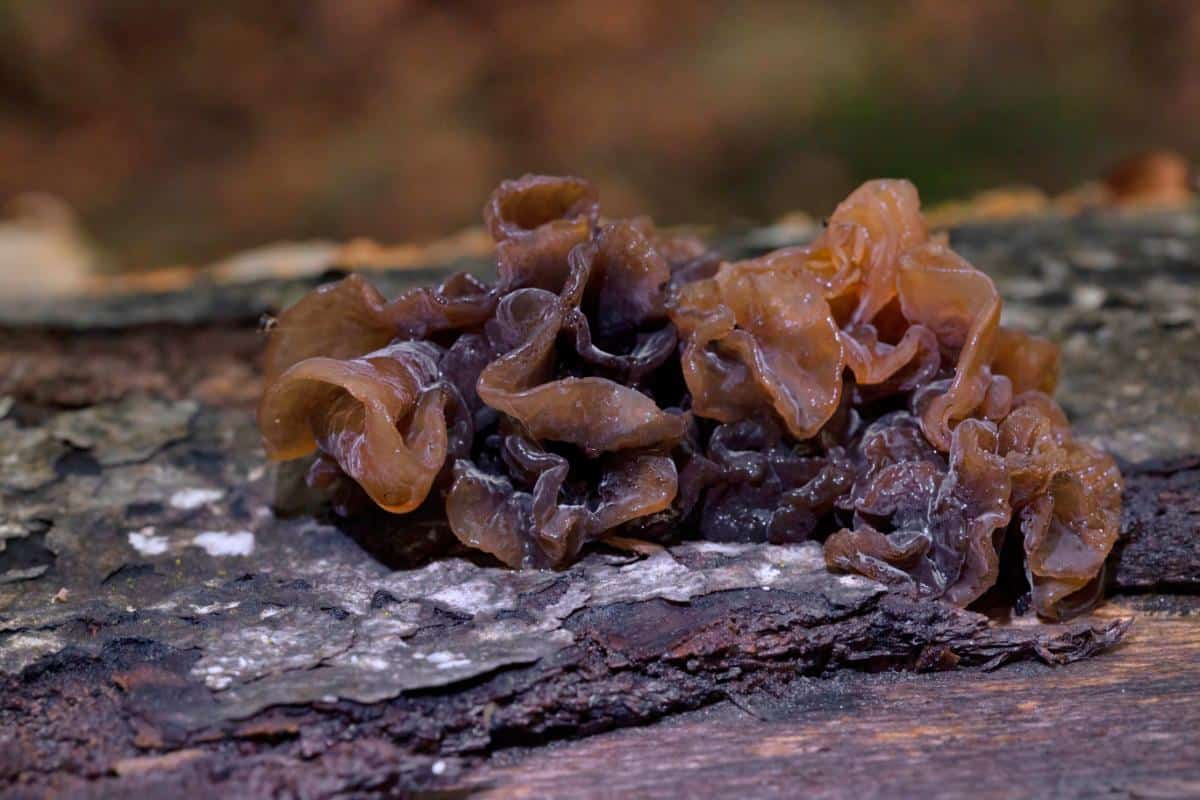 leafy brain fungus