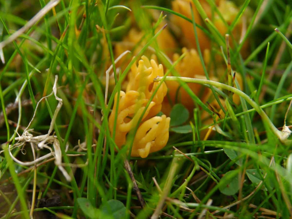 Meadow Coral (Clavulinopsis corniculata)