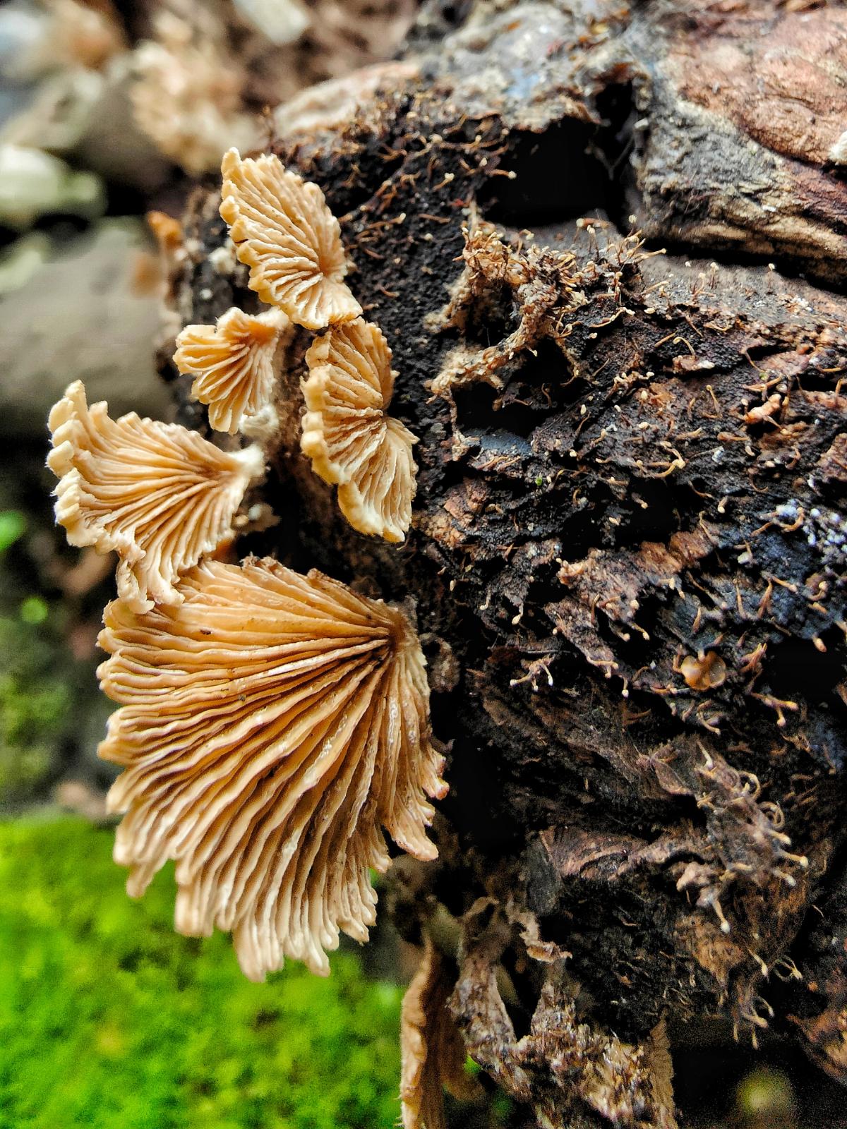 Schizophyllum commune?