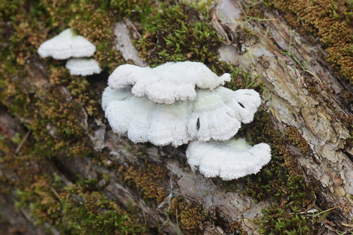 Schizophyllum commune