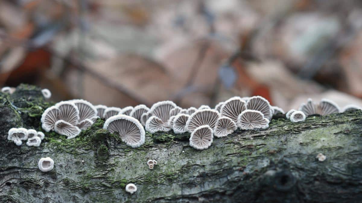 Schizophyllum commune?