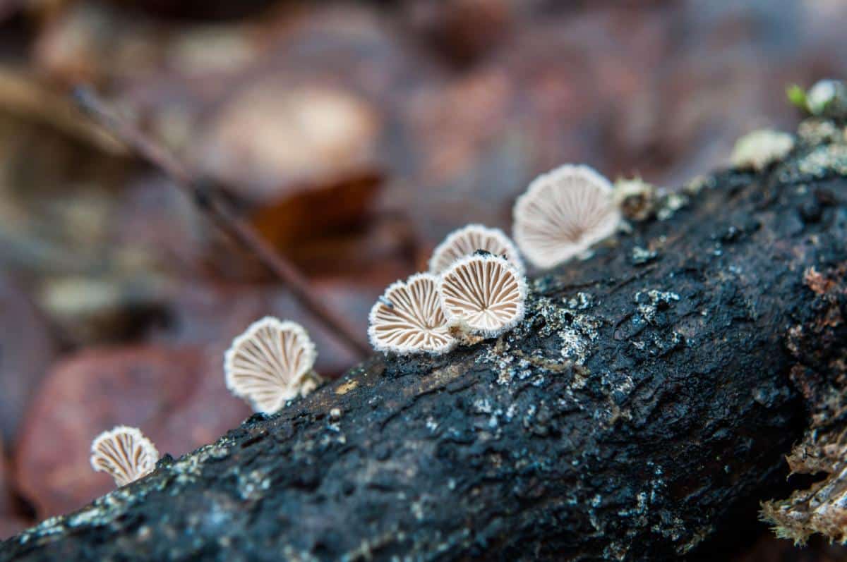 Schizophyllum commune