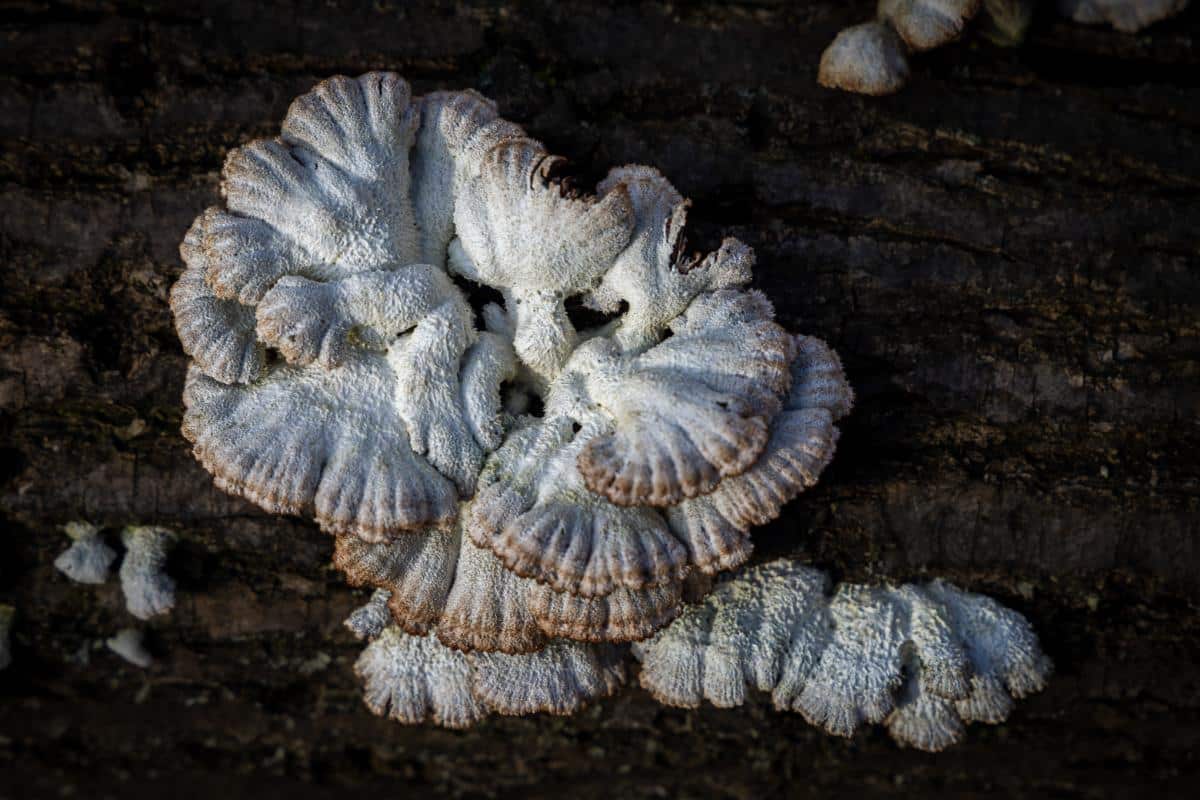 split gill mushroom fuzzy cap