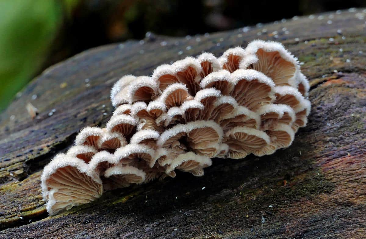 Schizophyllum commune