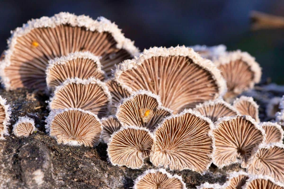 split gill fungi