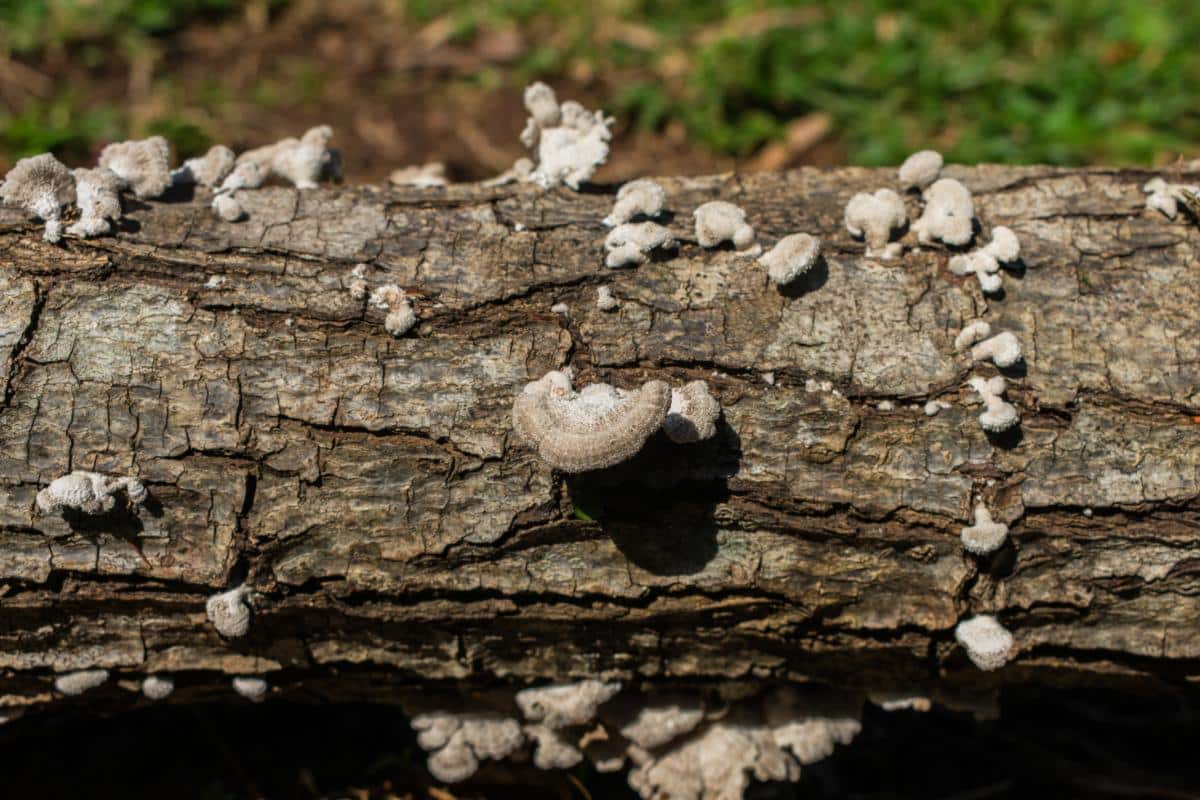 splitgill mushroom