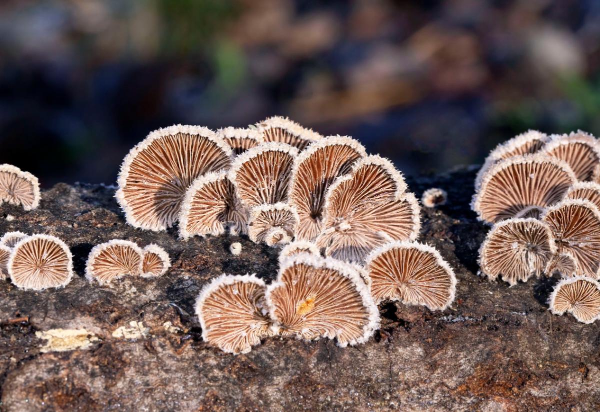 split gill mushrooms