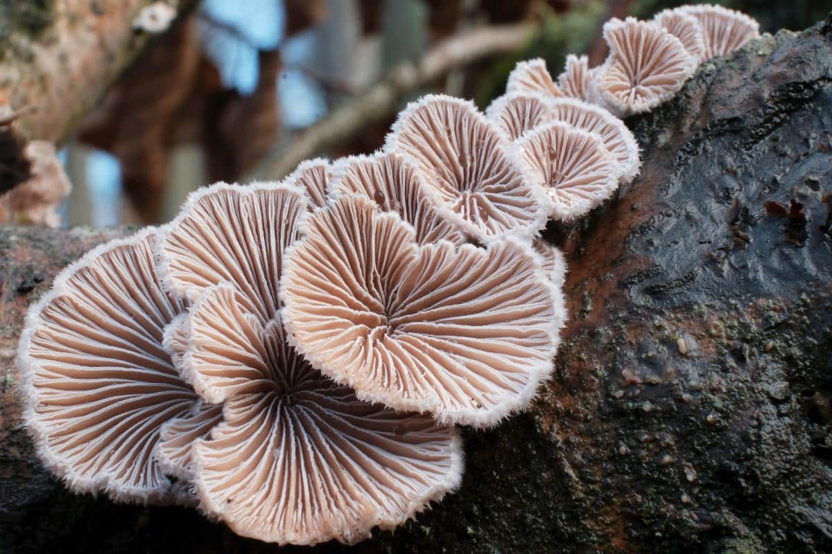 split gill mushroom