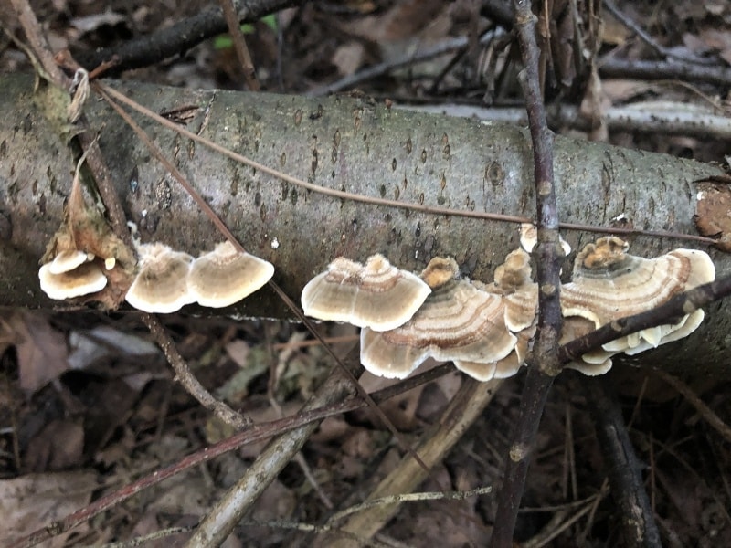 Trametes ochracea