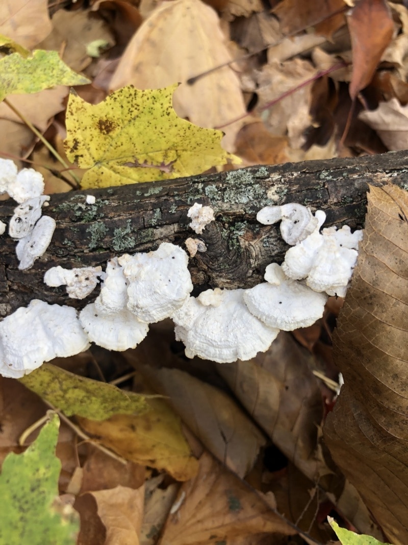 Trametes pubescens