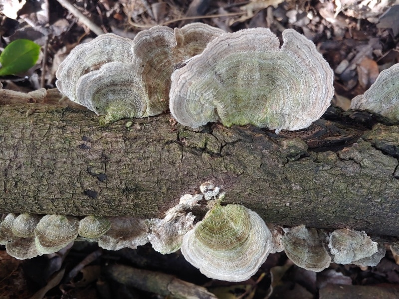 Trametes villosa