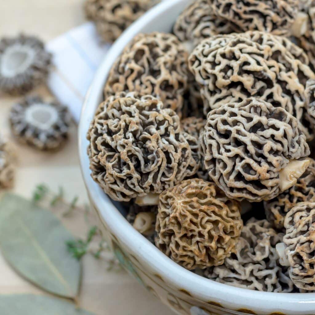 Are Morels Dangerous? Navigating the Risks and Rewards of this Popular