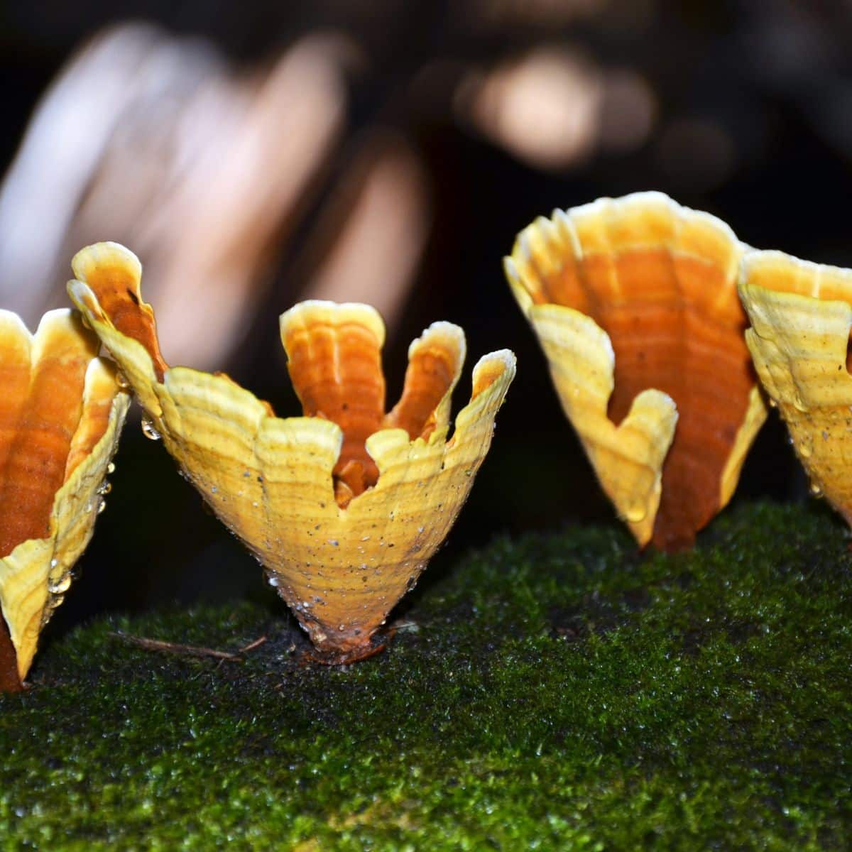 false turkey tail pores