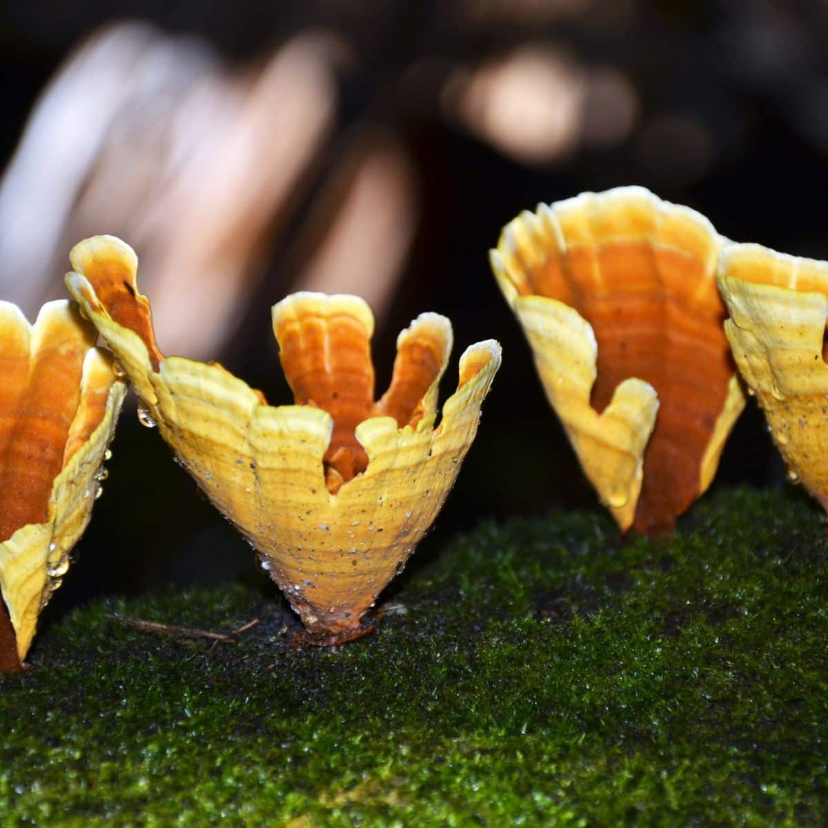 false turkey tail pores